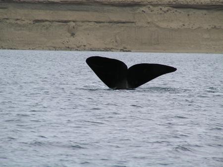 Bel eventail de queue de baleine