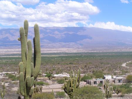 DANS LA VIE IL Y A DES CACTUS......